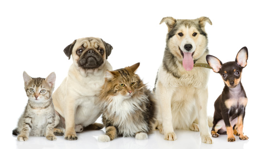 SoCal K9 Clinic
