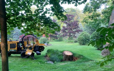 Northern Stump INC